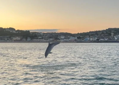 Sightseeing - Dolphins in Lyme Regis
