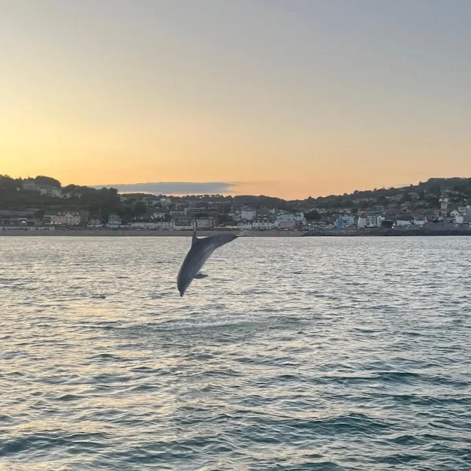 Sightseeing - Dolphins in Lyme Regis